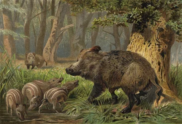 Wild Boar